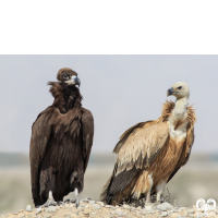 گونه کرکس سیاه Eurasian Black Vulture